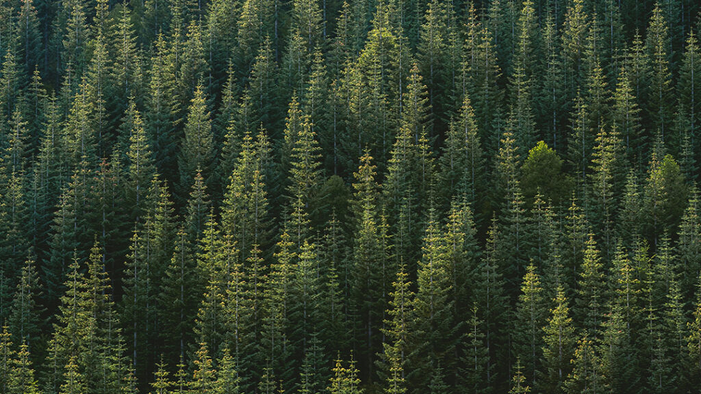 urban forest